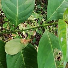Image result for Gaertnera paniculata