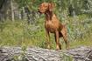 15 Best Pointer Dog Breeds (A Guide to Bird Dogs)