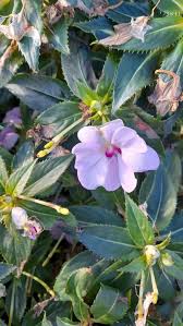 Image result for Impatiens lutzmanniae