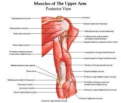 These images of arm muscles are from the book, human anatomy for art students, copyright 1911. 22dd0d2f53a18490c62b92fe38fe06cf 450 384 Hand Therapy Muscle Anatomy Shoulder Training