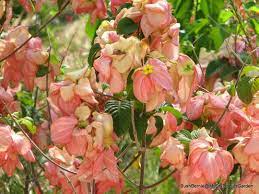 Mid Summer In N E Downunder Mussaenda Philippica Bangkok Rose Blooming Unusual Plants Flowers Nature Planting Flowers