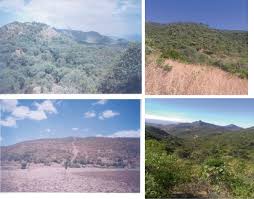 Image result for Acacia pilispina