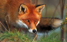 Share star fox wallpaper hd with your friends. Red Fox Wallpaper Hd 46023 1920x1200 Px Pet Fox Red Fox Fox