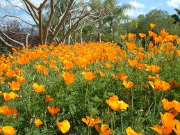 Image result for Eschscholzia