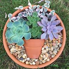 About 11% of these are decorative flowers & wreaths. 60 Diy Indoor Succulent Arrangements Ideas 2019 Page 47 Of 61 Kornelia Beauty