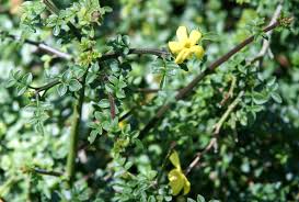 Image result for Jasminum bakeri