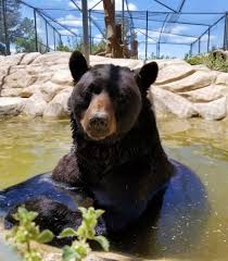 Fallece el oso negro 'Shash' del Heritage Park Zoo de Prescott