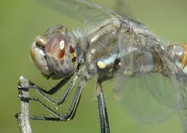 Image result for Macrotyloma ellipticum