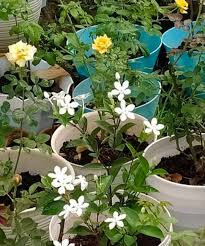 Image result for Jasminum grandiflorum