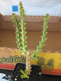 Image result for Euphorbia richardsiae