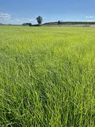 Image result for Eragrostis tef