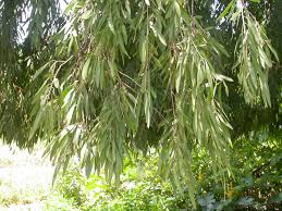 Image result for Boscia salicifolia