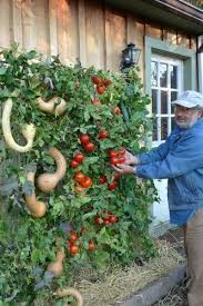 We did not find results for: 10 Vegetable Gardens Using Vertical Gardening Ideas Fine Craft Guild