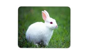 Choose from a wide range of similar scenes. Amazon In Buy Digiclan White Rabbit With Red Eye Mousepad Online At Low Prices In India Digiclan Reviews Ratings