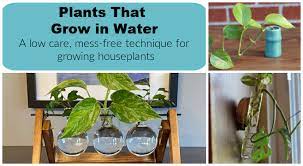 This node will turn into roots. Plants That Grow In Water A No Fuss Way To Grow Houseplants