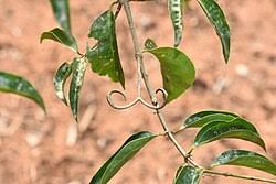 Image result for Strychnos kasengaensis