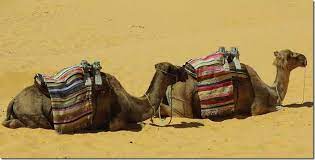 Arab people and camels silhouettes in sands. Dreaming Of Camel In Islam Interpretation Of Dream In Islam
