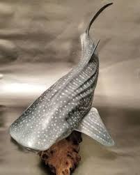 28 Whale Shark Sculpture Etsy In 2021 Shark Sculpture Whale Shark Whale