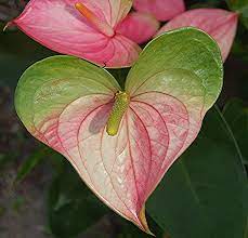Heart Shaped Pink And Green Anthurium Heart In Nature Beautiful Heart Nature