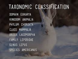 Classification Adaptations By S612123
