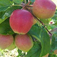 However by nature, there is some size variance throughout the field. Buy Saturn Apple Tree Online Crj Fruit Trees Nursery Uk