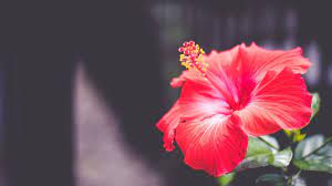 Tons of awesome hibiscus flower wallpapers to download for free. 59 Hibiscus Wallpaper On Wallpapersafari