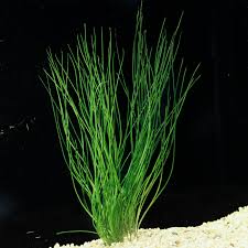 Image result for Isoetes