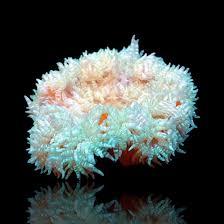 Image result for Heteranthoecia