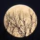 Moonlit WildSpa — Westerlands event image