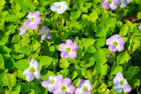 Image result for Asystasia gangetica