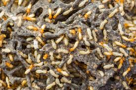 One nest of termites can feed on more than one home. Termite Trivia Stats And Facts Ehrlich Pest Control Blog
