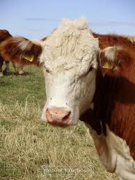 Black And White Cow Name Hereford Cow Breeds Britannic Rare Breeds Cow Hereford Cows Beef Cow