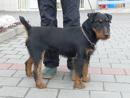 Image result for jagdteriér