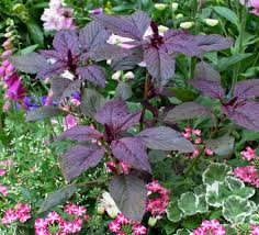 Image result for Amaranthus cruentus