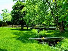 Our app auditions all the best local grass cutting. Residential Lawn Care Coon Lawns