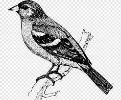 Passarinhos De Passaro Desenho Passaro Animais Ramo Passaro Canoro Png Pngwing Podemos desenhar no caderno de desenho, em agenda ou em qualquer outro tipo de caderno. animais ramo passaro canoro png