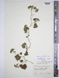 Image result for Delairea odorata