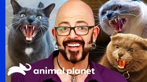 Dane German Shepard Great Shepherd Dog Australian Shepherd Great Dane  Shepherd Puppies Merle Great Great