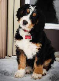 It's difficult to say when the first mini bernese mountain dog first appeared, but it was likely during the late 20th century. Pin On Dogs And Puppies