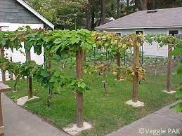 Food Tips Tamil Travelingwithfoodallergiestips Backyard Garden Small City Garden Backyard Garden Layout
