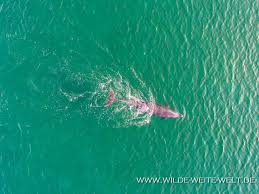 To reach baja california sur, fly into la paz or san josé del cabo or cross overland from the u.s. Delfine Dolphins Entlang Der Baja Sur Mexico Baja California Www Wilde Weite Welt De