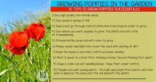 How to plant oriental poppies. Growing Poppies In The Garden Nikki Lynn Design
