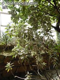 Image result for Barleria albostellata