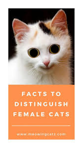 Female Cats Are Different Than Male Ones And This Gender Difference Certainly Dictates A Lot Of Behavioral Differences If Your Asking Cat Facts Cats Cat Lady
