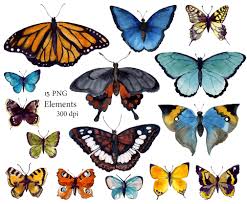 Butterfly Clip Art Insect Clipart Tropical Butterflyes Baby Etsy In 2020 Butterfly Clip Art Clip Art Vintage Art