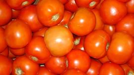 Lauderdale County Tomato Festival