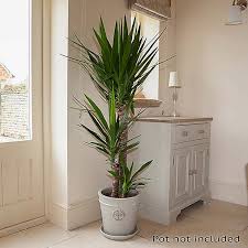 The community for houseplant enthusiasts our book: Yucca Elephantipes House Plant Kaleidoscope
