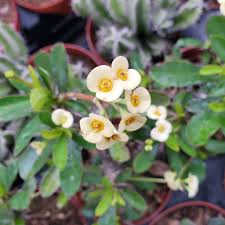 Image result for Euphorbia unicornis
