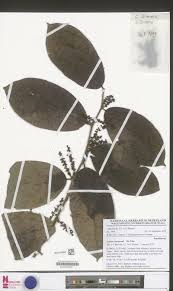 Image result for Icacinaceae