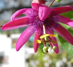 Image result for Passiflora sanguinolenta